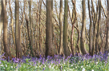Bluebell wood